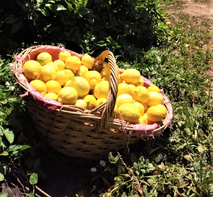Limón Eureka