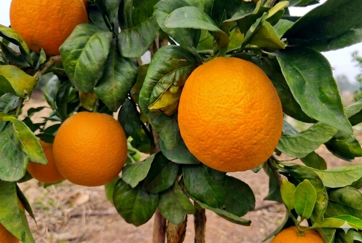 Naranja Fukumoto
