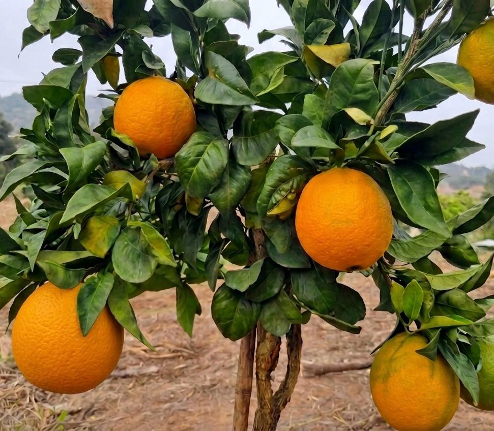 Cosecha de naranjas Fukumoto en el fundo