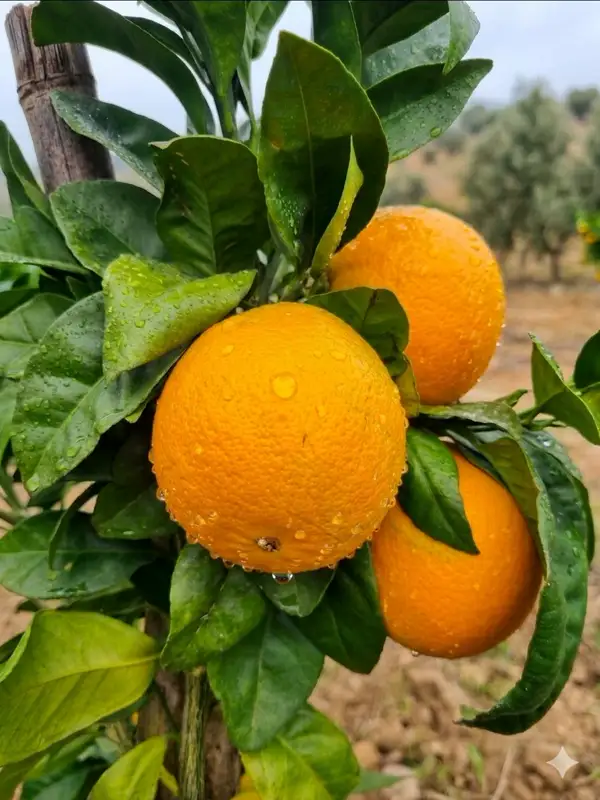 Naranja Fukumoto