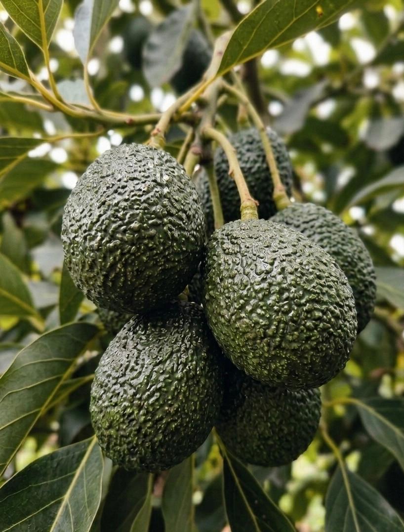 Palta Hass orgánica en árbol, Fundo San Cristóbal