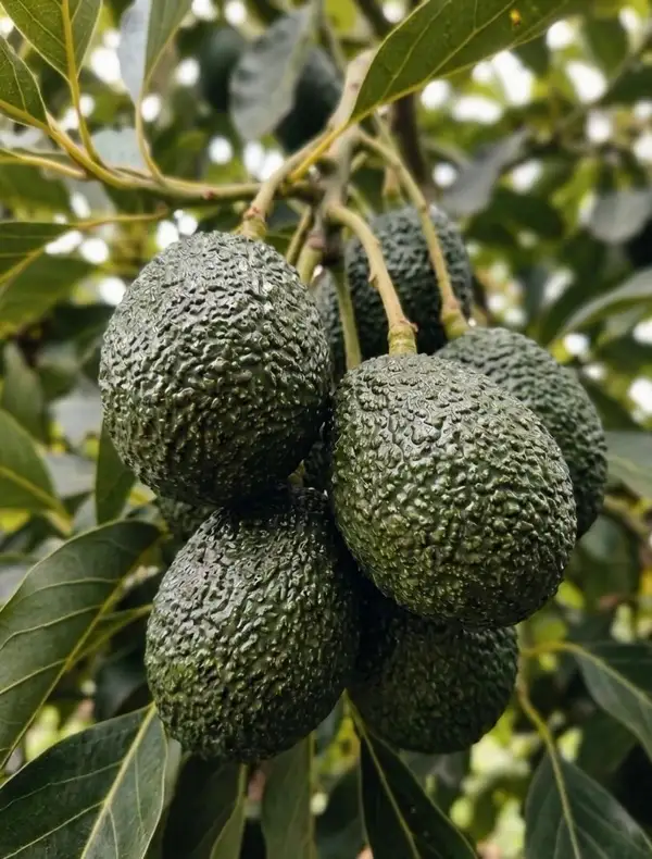 Palta Hass