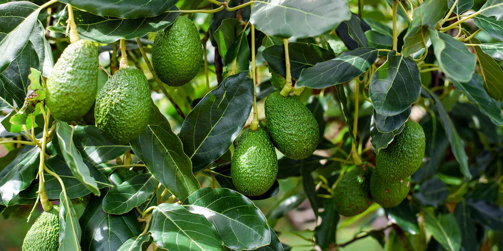 Palta Hass