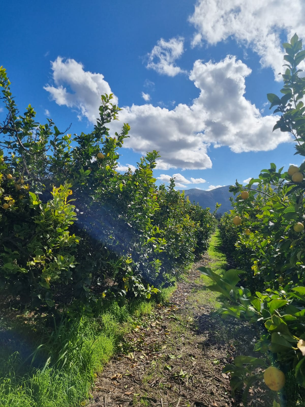 Huerto orgánico del Fundo San Cristóbal — MARQUEN Orgánico