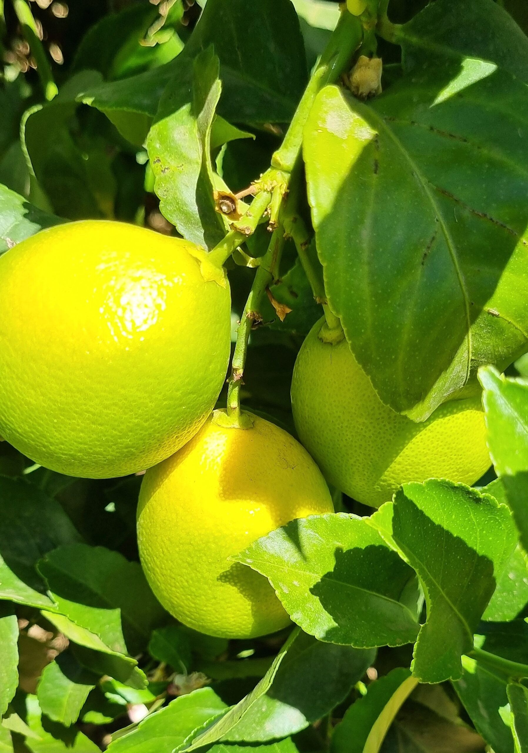 Naranja Fukumoto