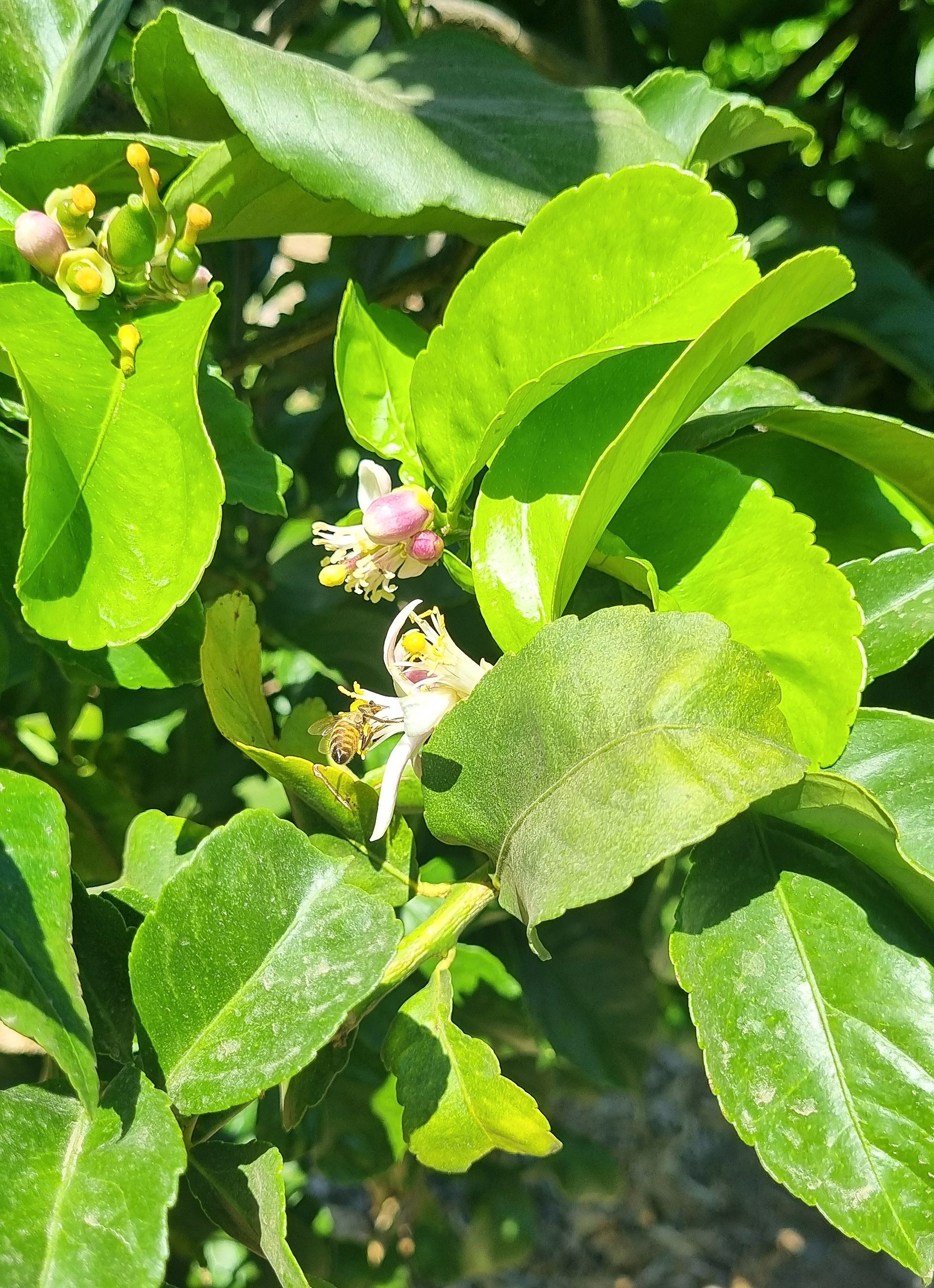 Biodiversidad funcional en el Fundo San Cristóbal, MARQUEN Orgánico