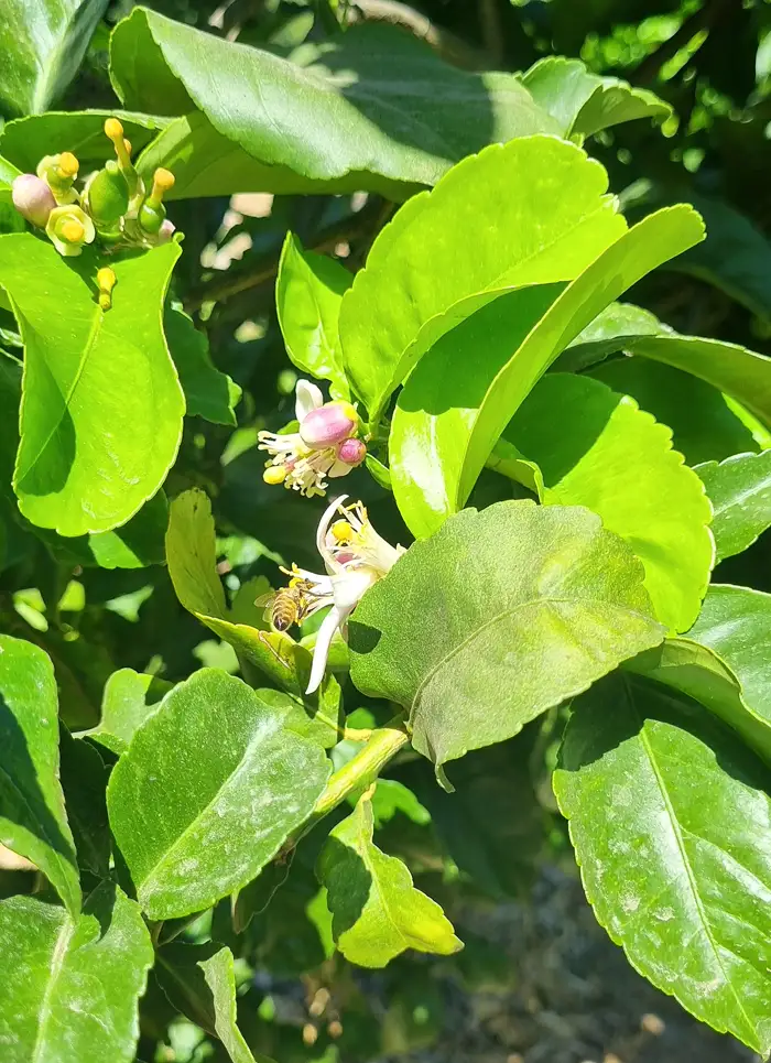 Abeja polinizando flor en Fundo San Cristóbal
