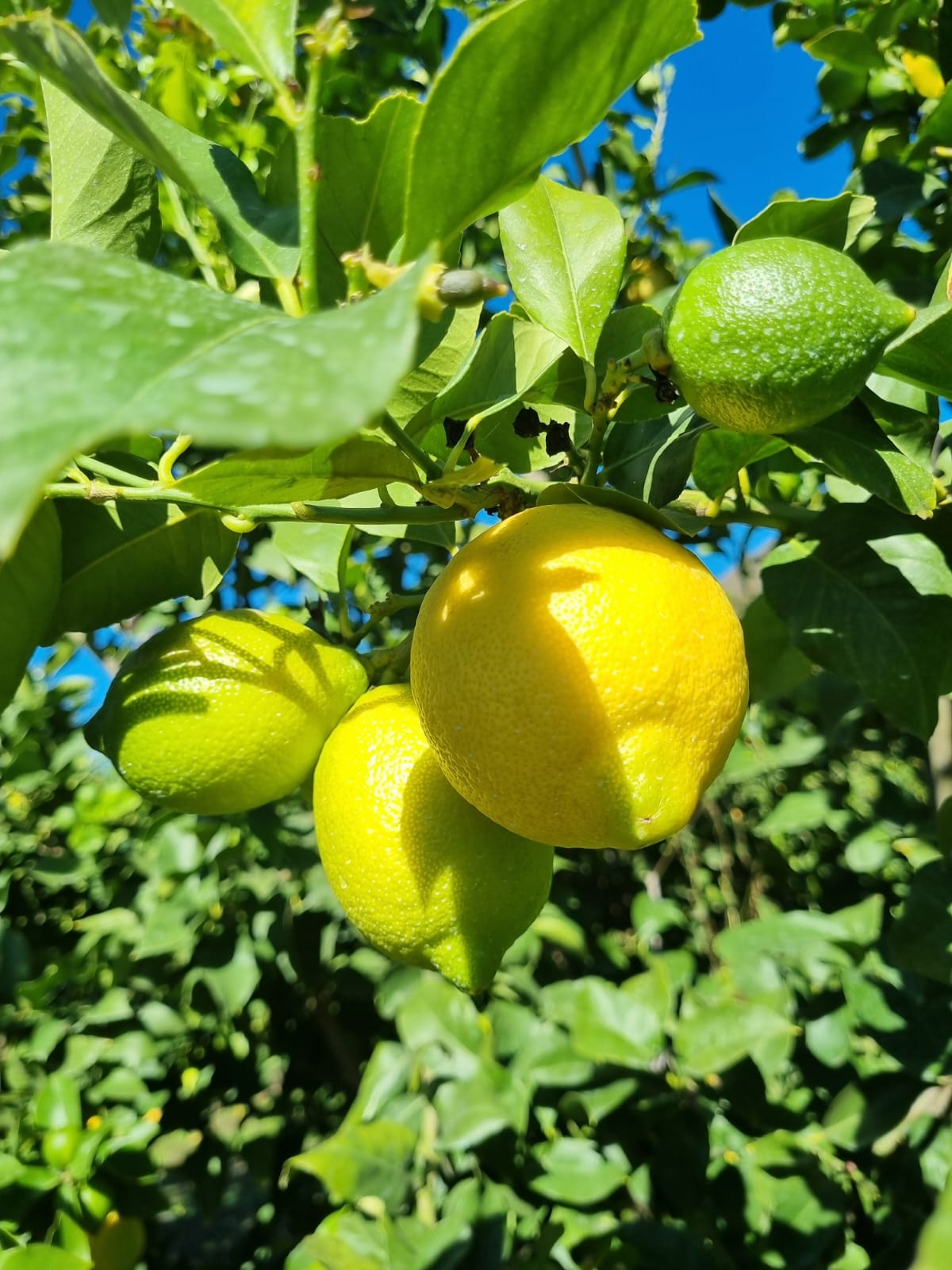 Limones Eureka orgánicos — MARQUEN Orgánico